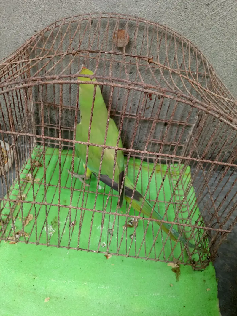 Green parrot female for sale — photo 7