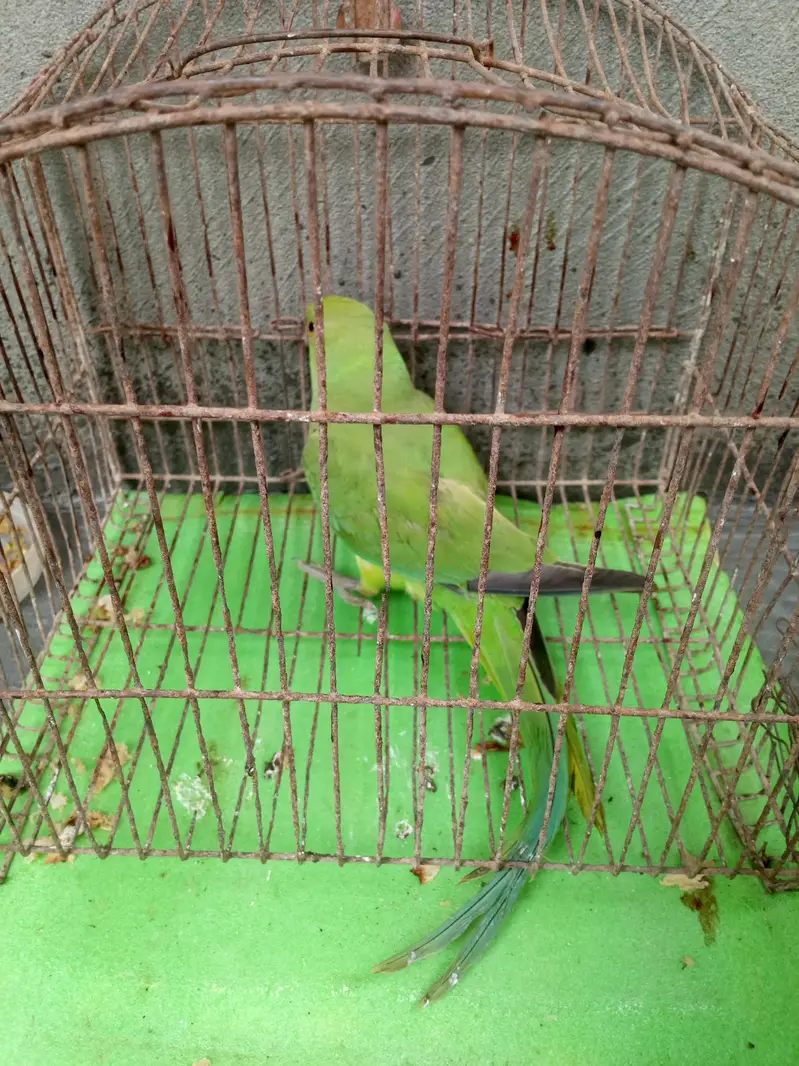 Green parrot female for sale — photo 8