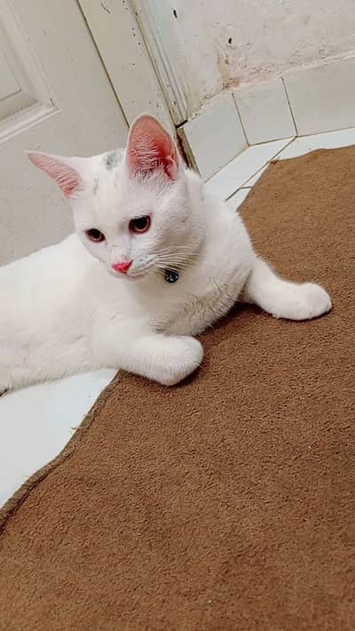 persian cat for sale