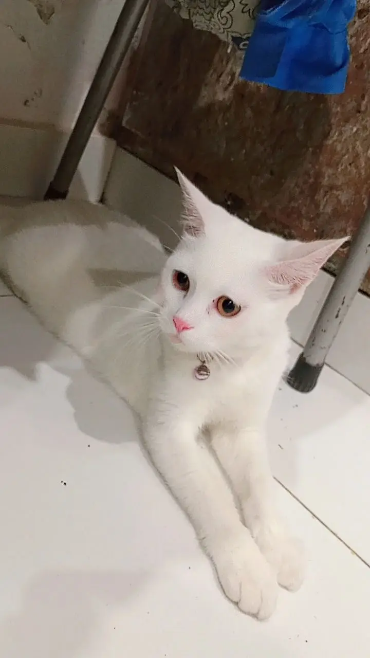 persian cat for sale — photo 3