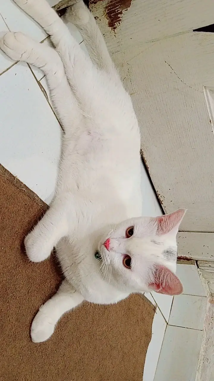 persian cat for sale — photo 4