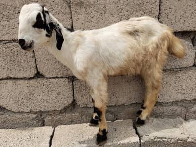 BABY MALE GOAT for sale achi BREED URGENT sale