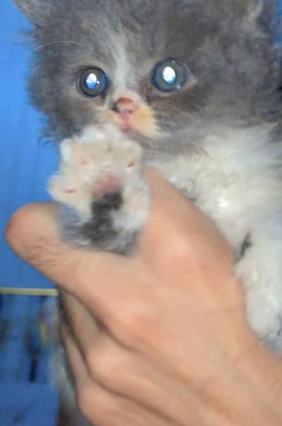 Selling cats