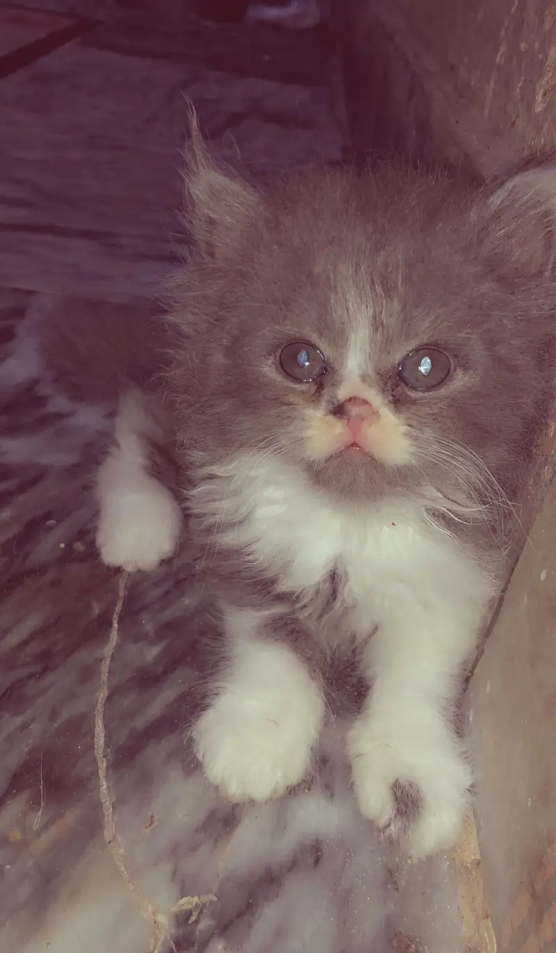Selling cats — photo 2