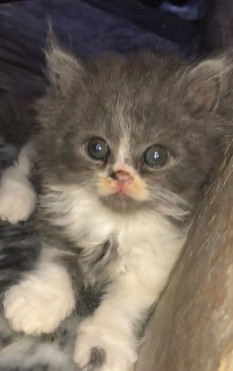 Selling cats — photo 3