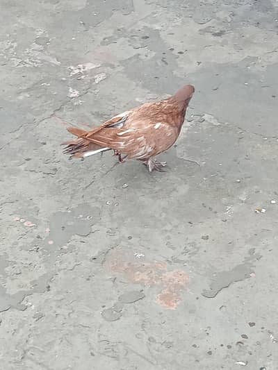 fancy pigeon