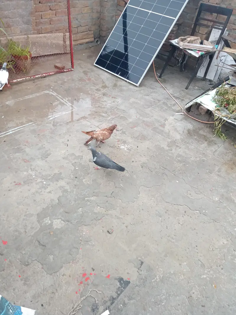fancy pigeon — photo 2
