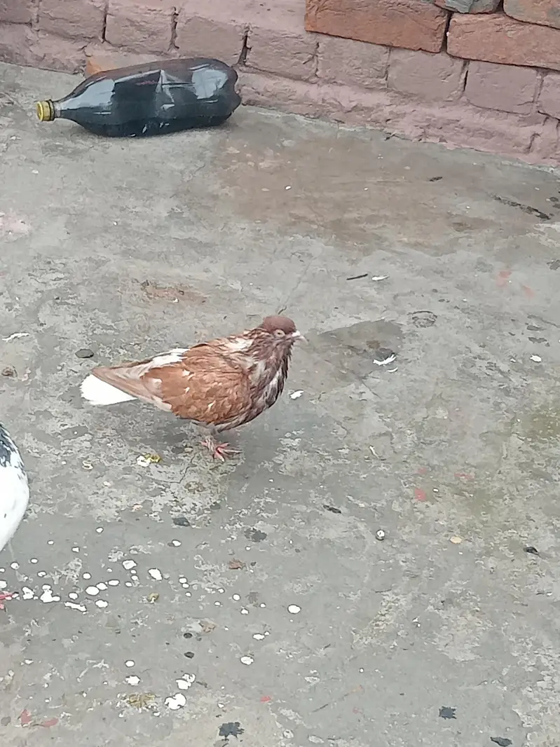 fancy pigeon — photo 3