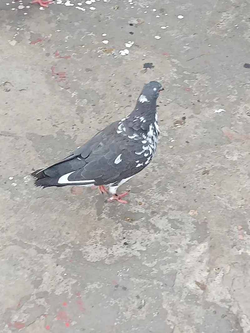 fancy pigeon — photo 4
