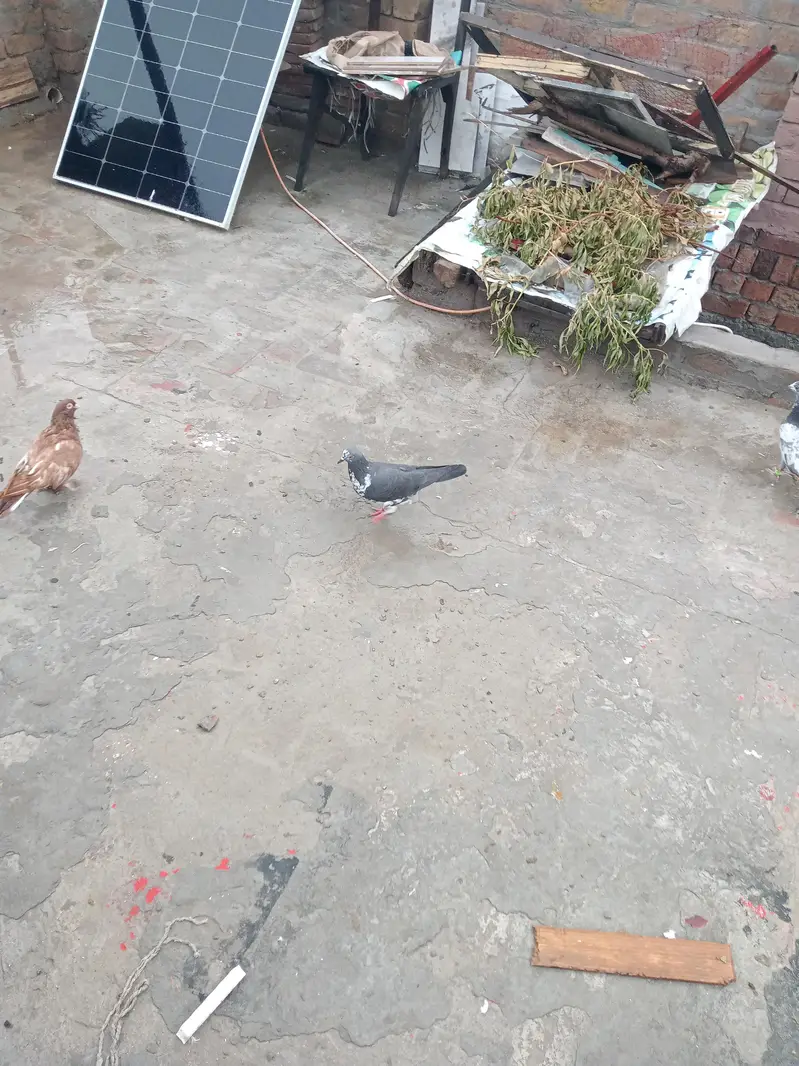 fancy pigeon — photo 5