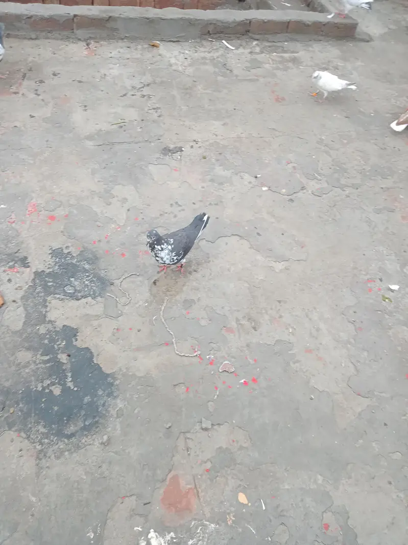 fancy pigeon — photo 6