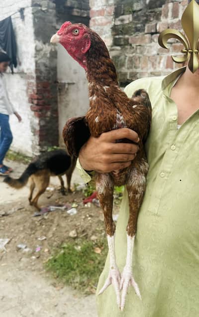 Peela Zeherila Patha for sale with Tapni