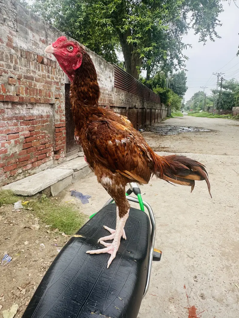Peela Zeherila Patha for sale with Tapni — photo 2