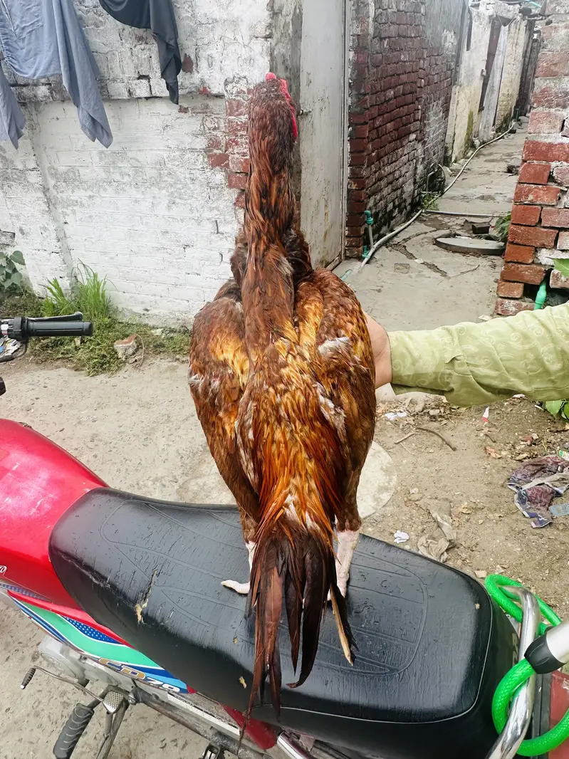 Peela Zeherila Patha for sale with Tapni — photo 3