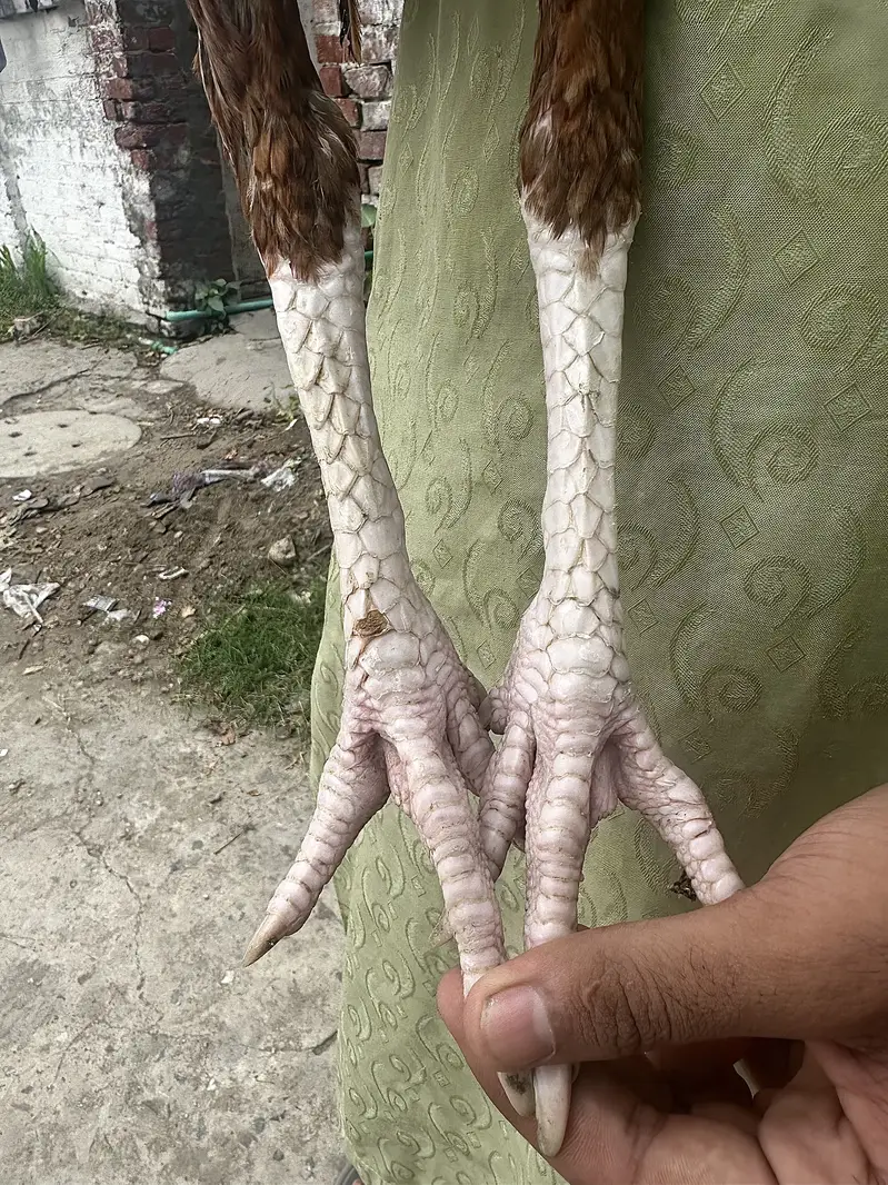 Peela Zeherila Patha for sale with Tapni — photo 5
