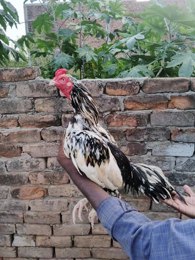 selling aseel murga