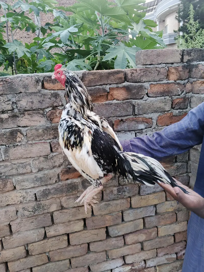 selling aseel murga — photo 2