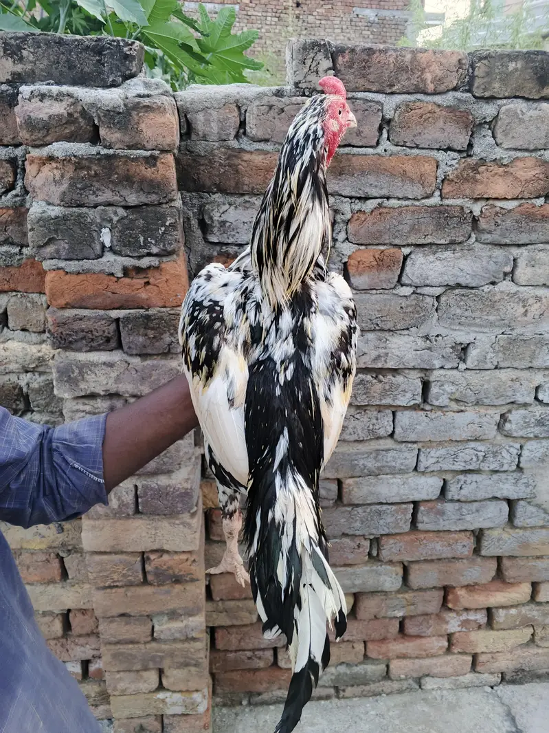 selling aseel murga — photo 3
