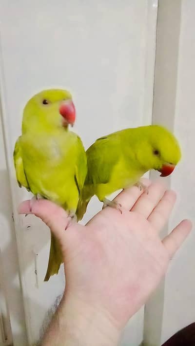Green ringneck parrots handtame pair