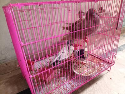 urgent sale