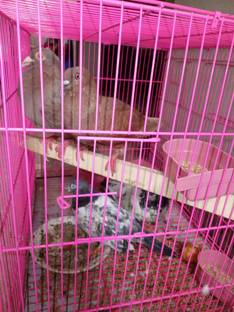 urgent sale — photo 2