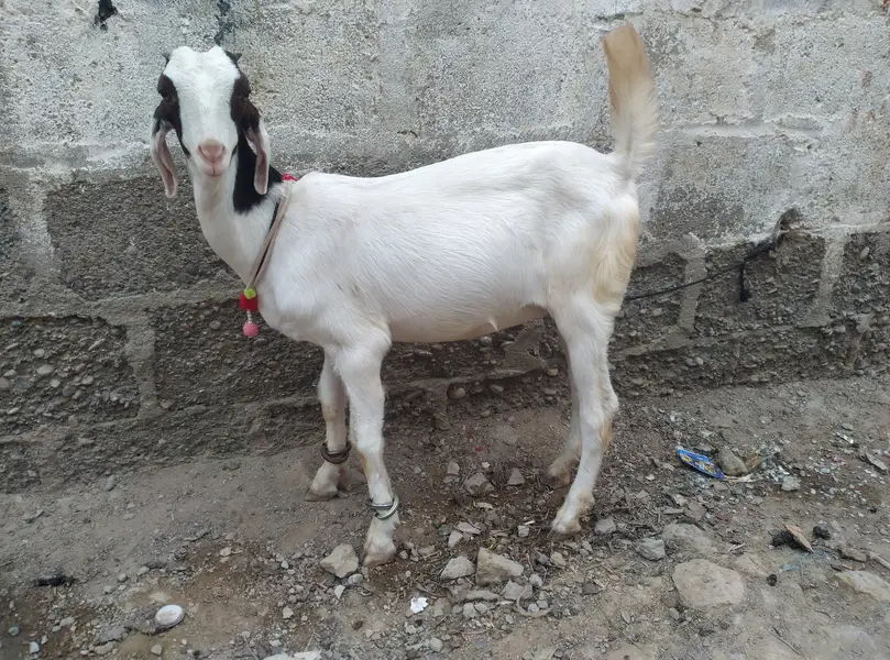 Tota puri path — photo 2