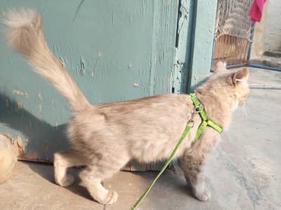 ready for breed cat