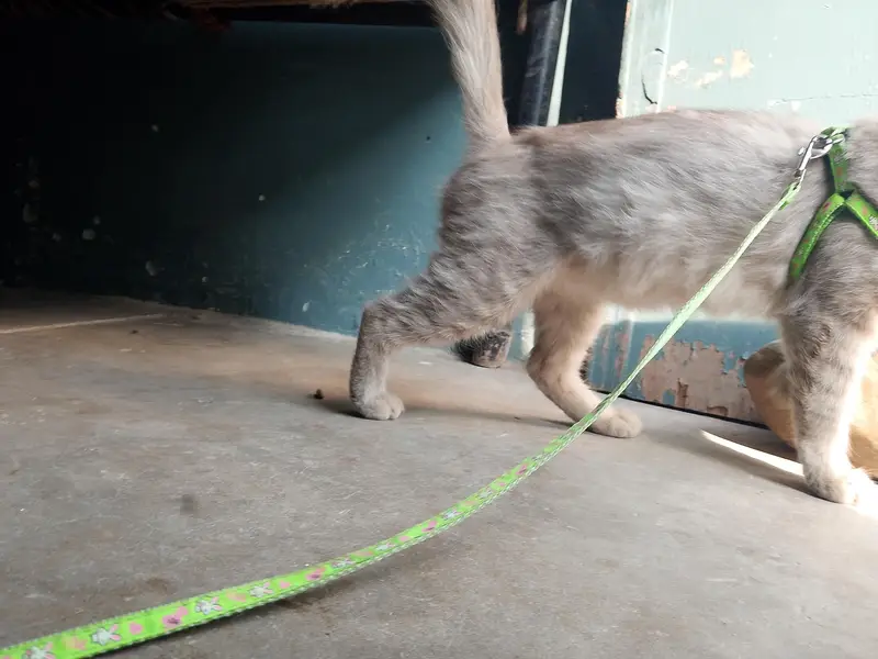 ready for breed cat — photo 2