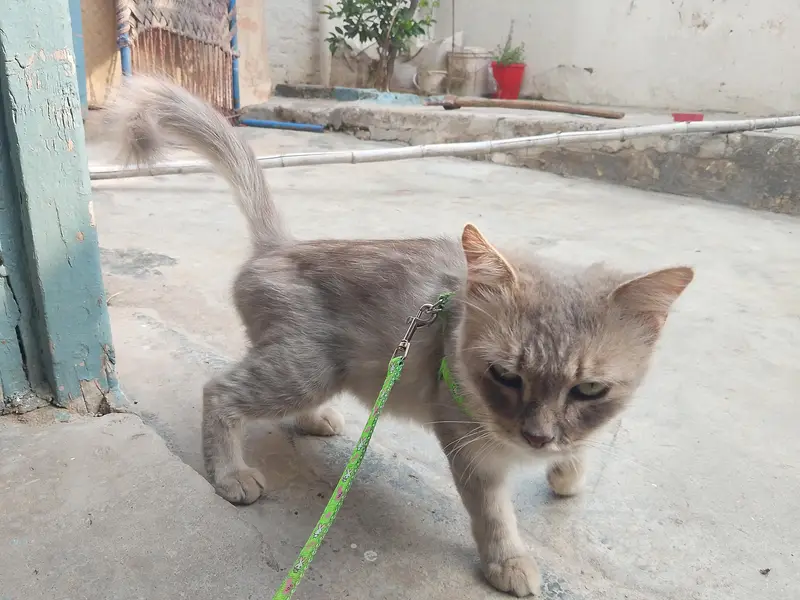 ready for breed cat — photo 3