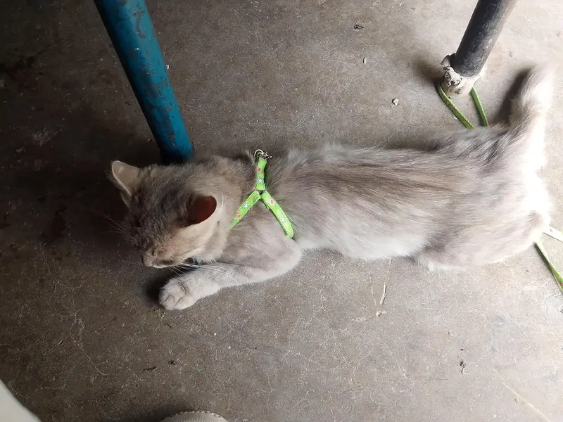 ready for breed cat — photo 4