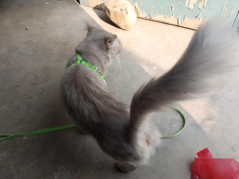 ready for breed cat — photo 6