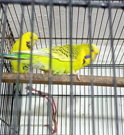 Exhibition Or TCB Exhibition Australian Parrots Budgies Breeder Pairs.