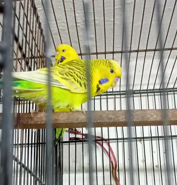 Exhibition Or TCB Exhibition Australian Parrots Budgies Breeder Pairs. — photo 2
