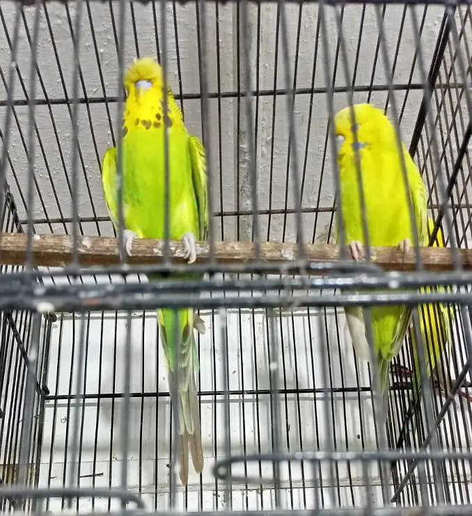 Exhibition Or TCB Exhibition Australian Parrots Budgies Breeder Pairs. — photo 3