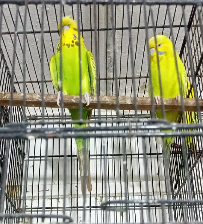 Exhibition Or TCB Exhibition Australian Parrots Budgies Breeder Pairs. — photo 4