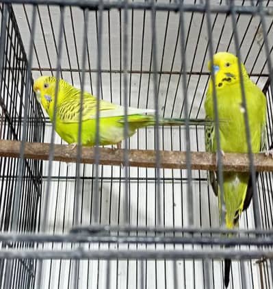 Exhibition Or TCB Exhibition Australian Parrots Budgies Breeder Pairs.