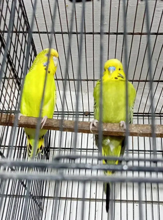 Exhibition Or TCB Exhibition Australian Parrots Budgies Breeder Pairs. — photo 6