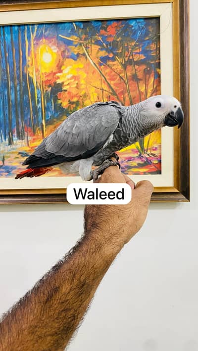Grey parrots self baby