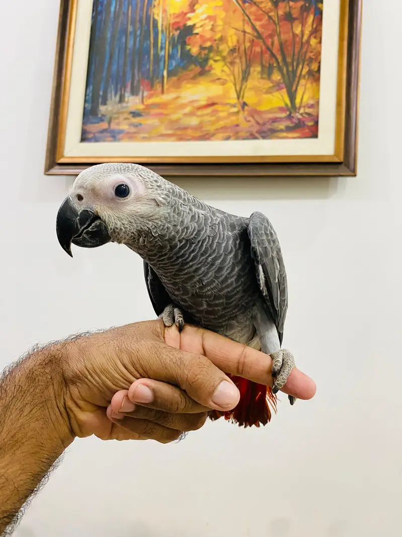 Grey parrots self baby — photo 2