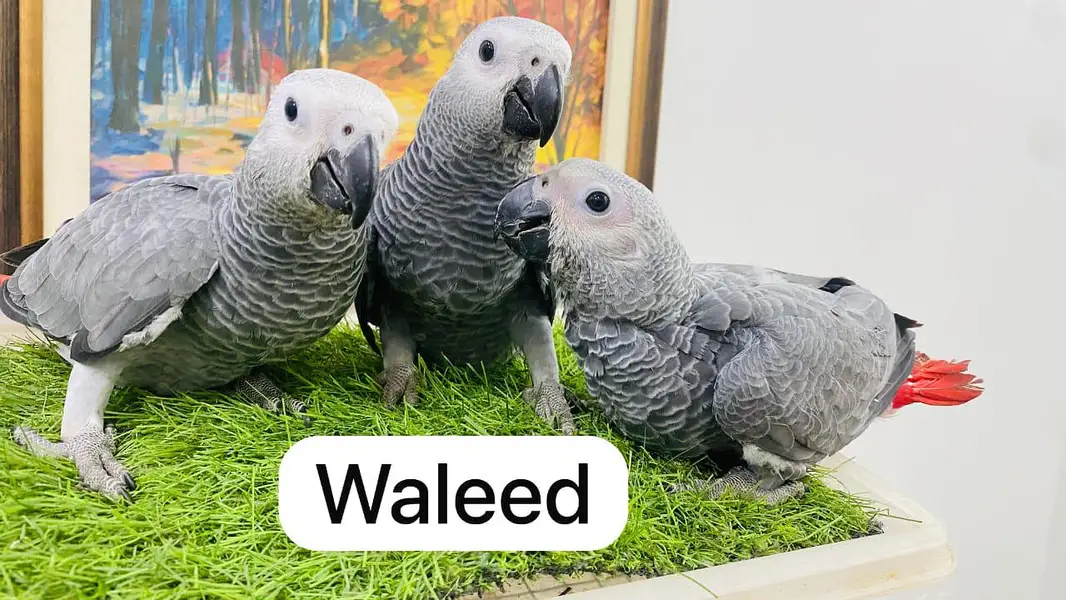 Grey parrots self baby — photo 3