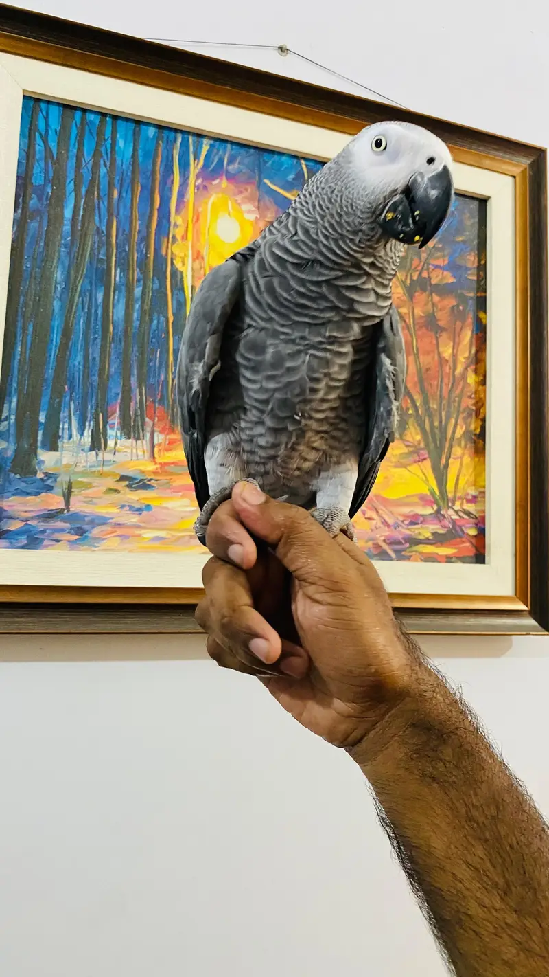 Grey parrots self baby — photo 4