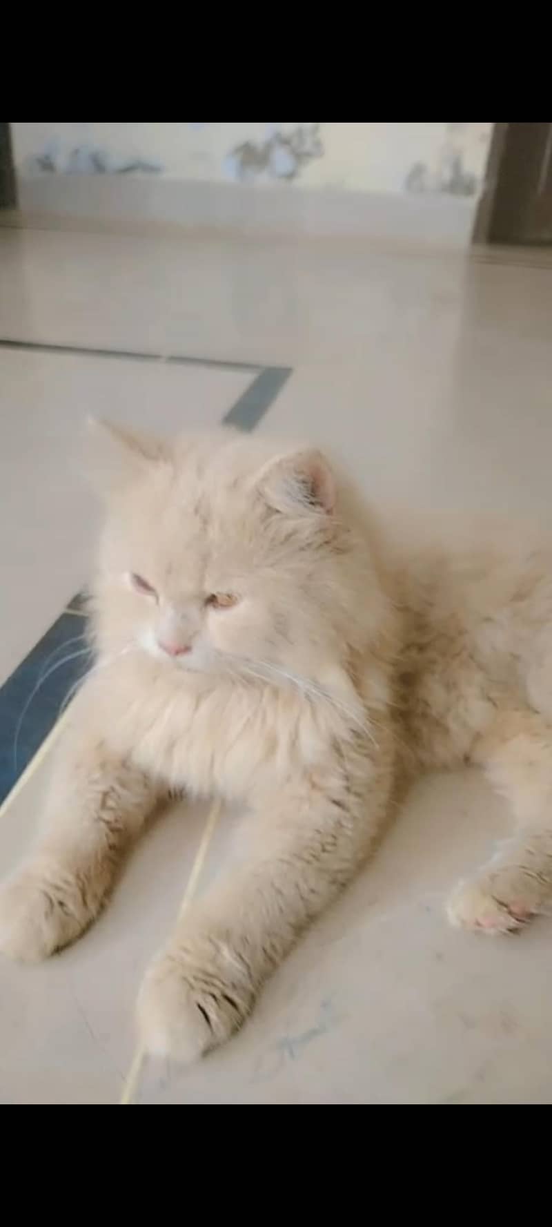 Persian cat 0