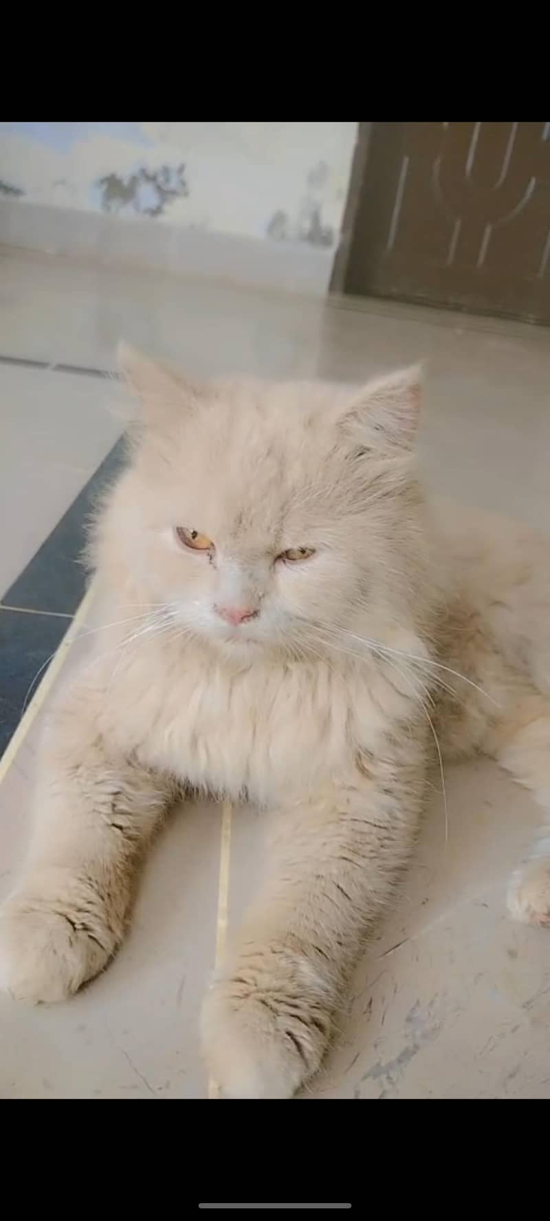 Persian cat 1