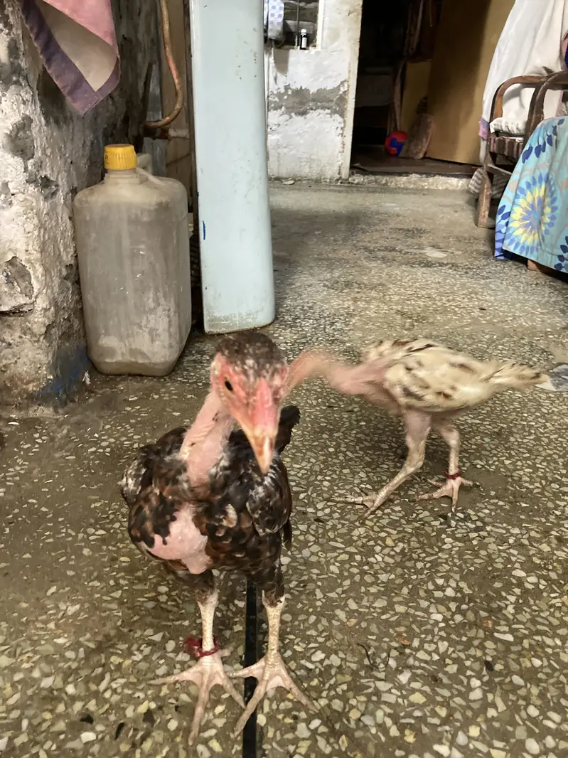 Java murgi — photo 8