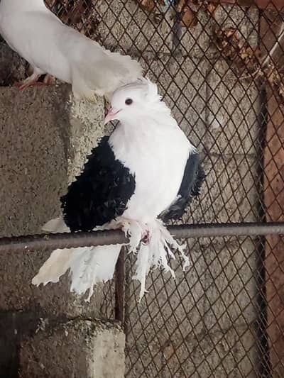 frill back breeder male