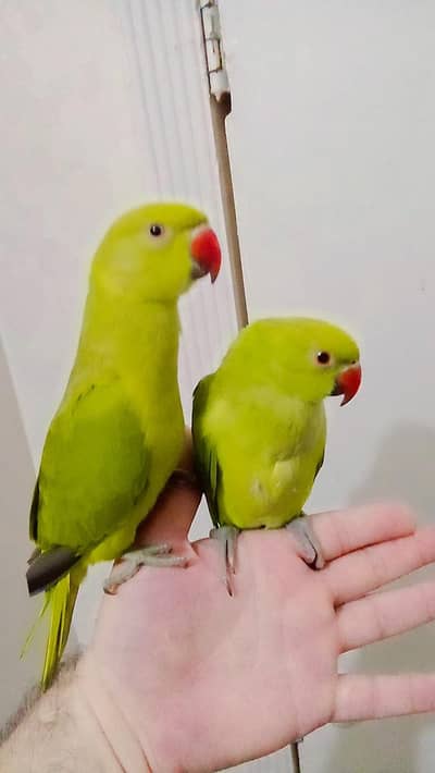 Green ringneck parrots handtame pair