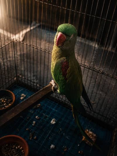  Raw Parrot Female – Jumbo Size + Cage Included