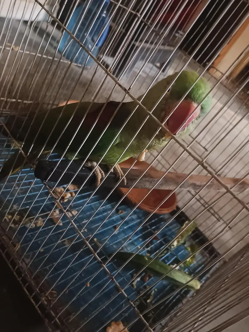  Raw Parrot Female – Jumbo Size + Cage Included — photo 2