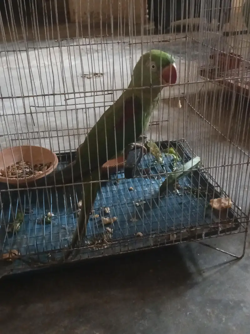  Raw Parrot Female – Jumbo Size + Cage Included — photo 3