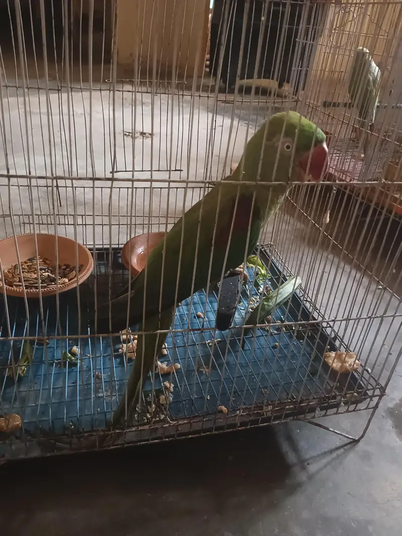  Raw Parrot Female – Jumbo Size + Cage Included — photo 4